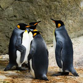 Muurdecoratie foto op aluminium king penguins
